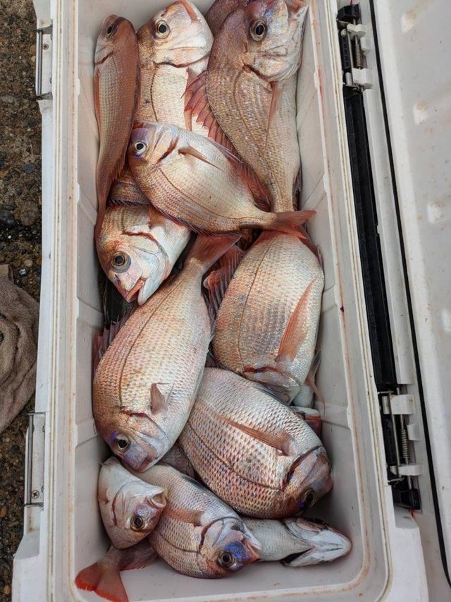 ハナダイ(チダイ)