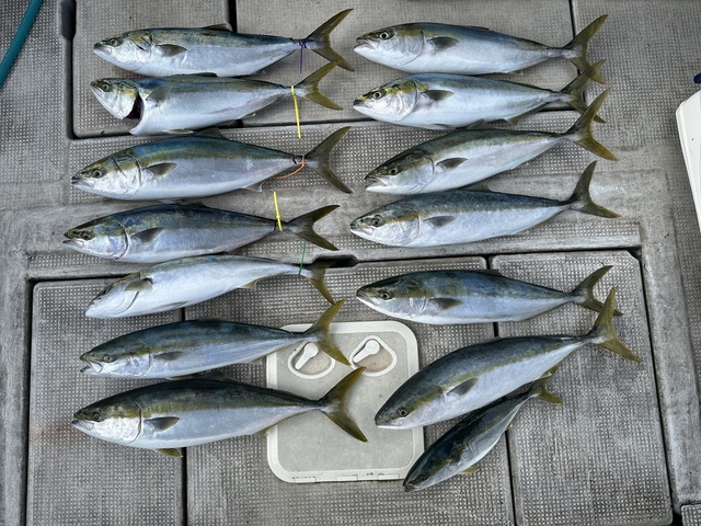 ブリ・ハマチ(ブリ)・メジロ(ブリ)