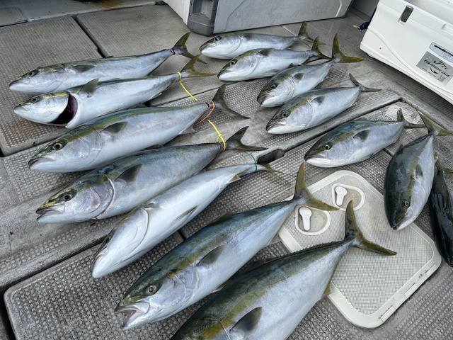 ブリ・ハマチ(ブリ)・メジロ(ブリ)