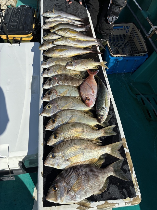 マダイ・メイチダイ