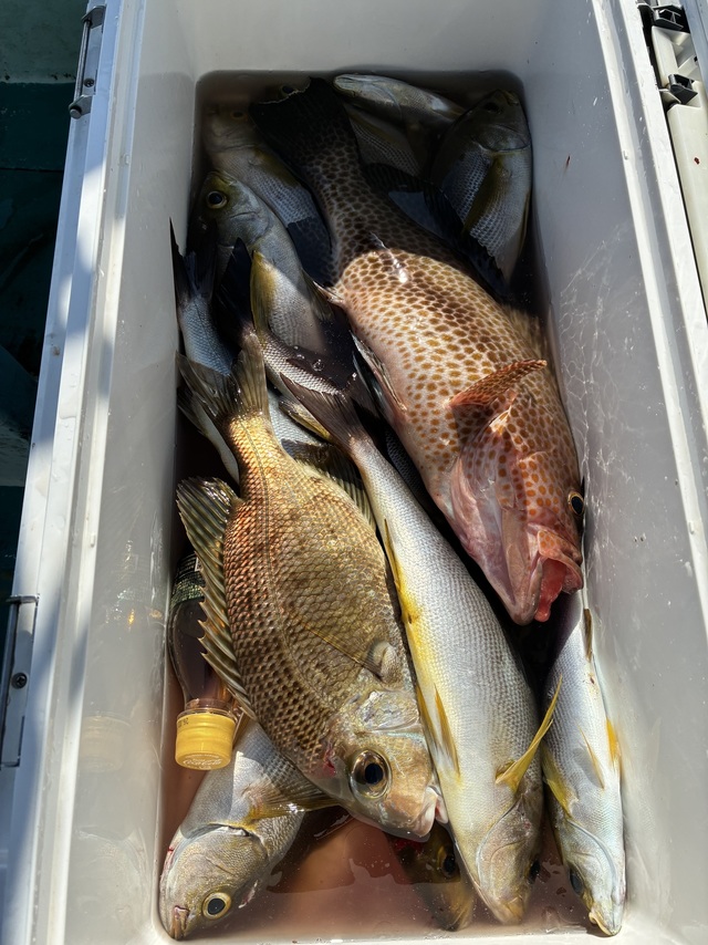 オオモンハタ・メイチダイ