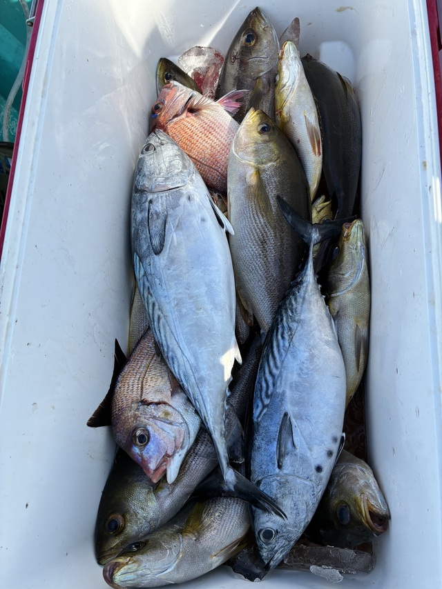 チダイ・ヤイトガツオ(スマ)