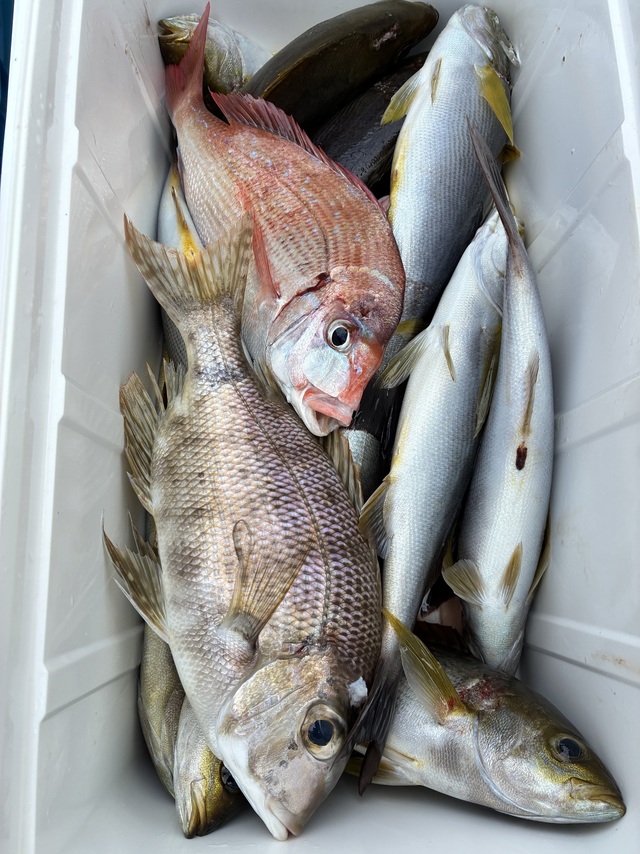 チダイ・メイチダイ