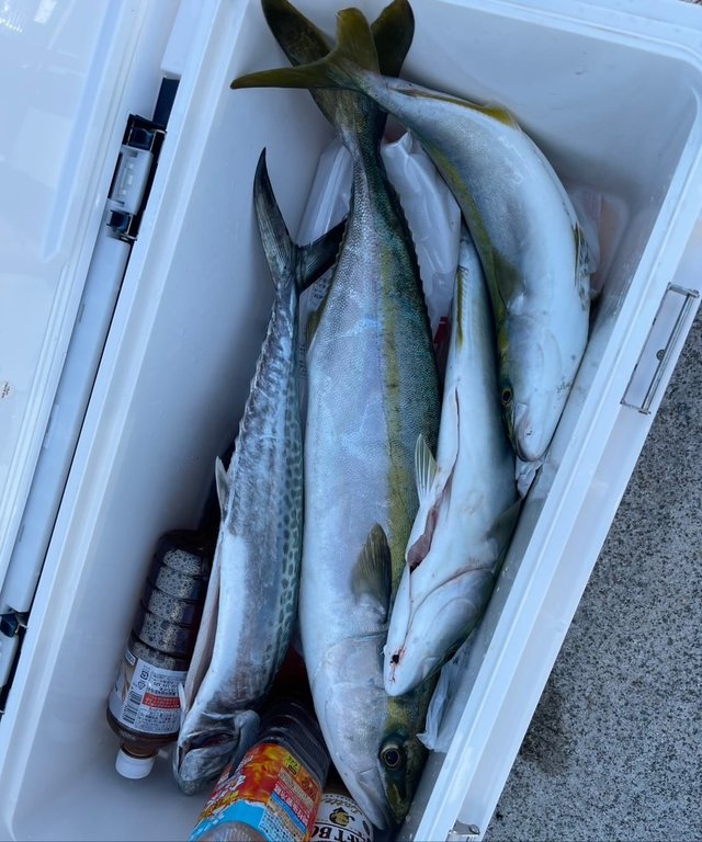 ハマチ(ブリ)・メジロ(ブリ)・サゴシ(サワラ)