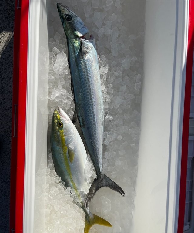 ハマチ(ブリ)・サゴシ(サワラ)