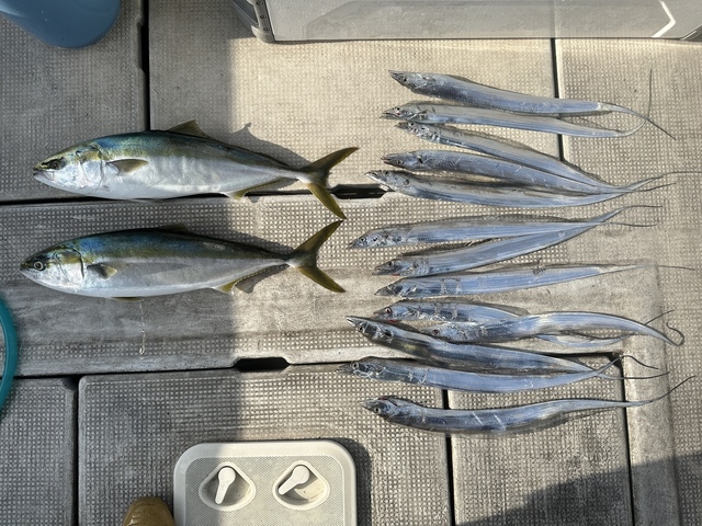 メジロ(ブリ)・タチウオ