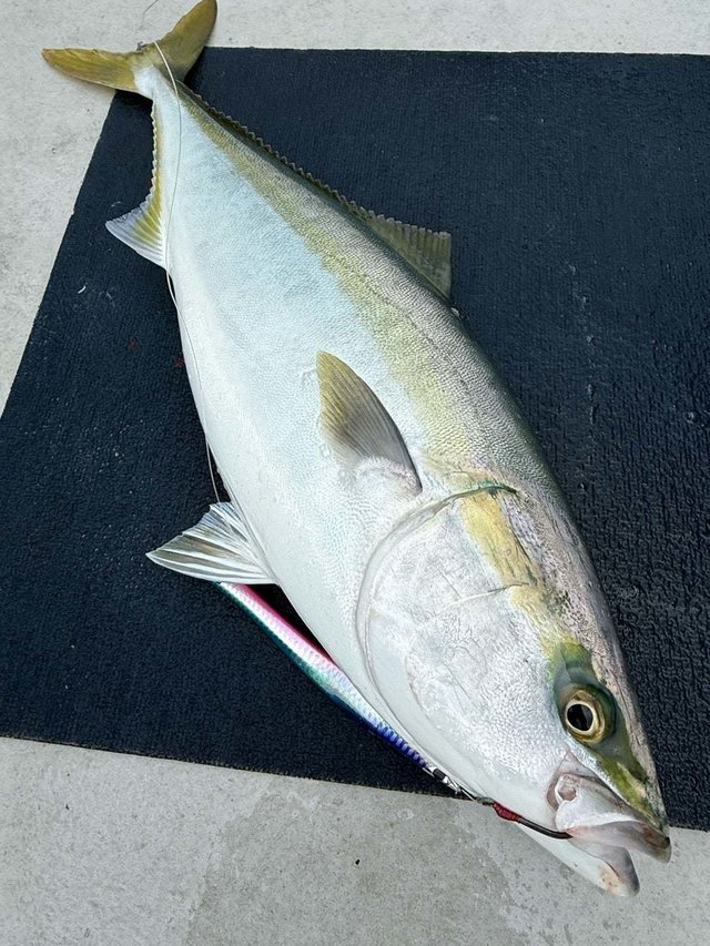 サンパク(ブリ)