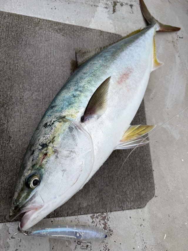 サンパク(ブリ)