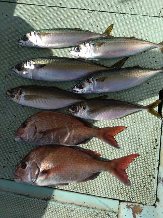 タイ(マダイ)・アジ(マアジ)・サバ(マサバ)