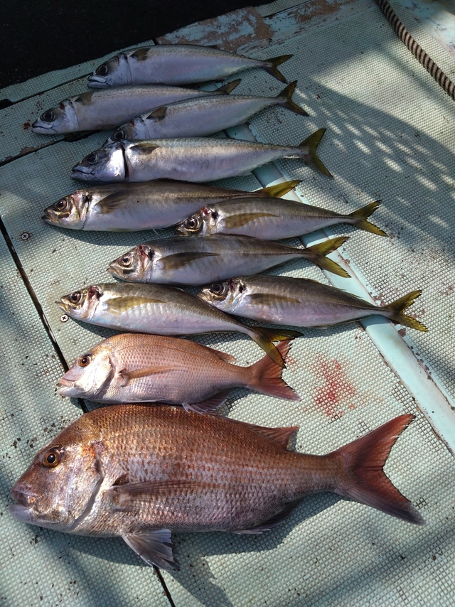 タイ(マダイ)・アジ(マアジ)・サバ(マサバ)