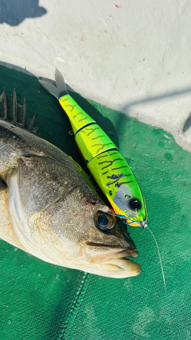 シーバス(スズキ)