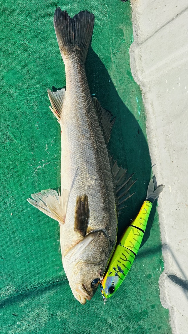 シーバス(スズキ)