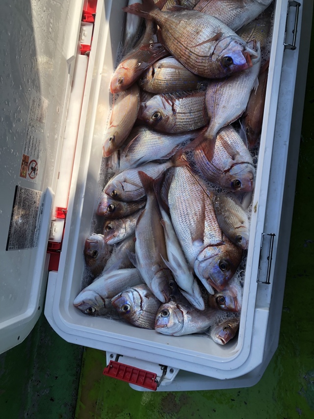 ハナダイ(チダイ)