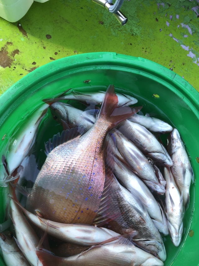 ハナダイ(チダイ)