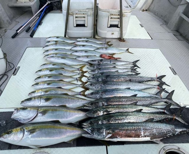 メジロ(ブリ)・サワラ