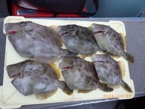 カワハギ