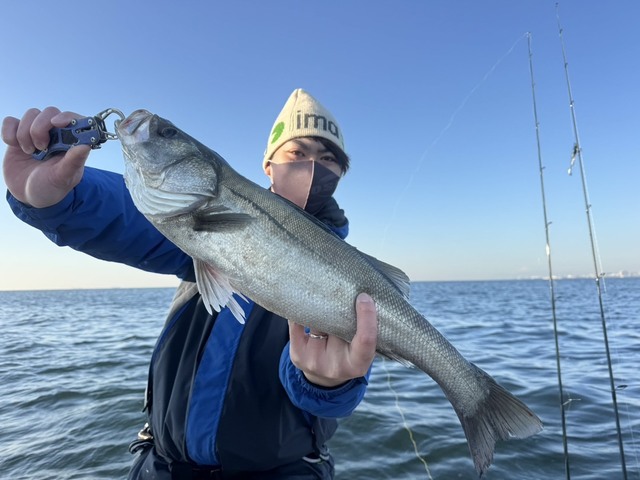 シーバス(スズキ)