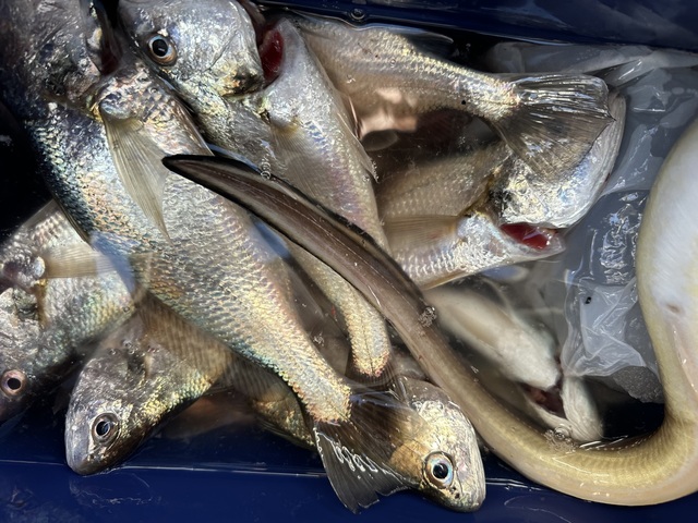 イシモチ(シログチ)