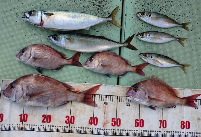 タイ(マダイ)・アジ(マアジ)・マサバ