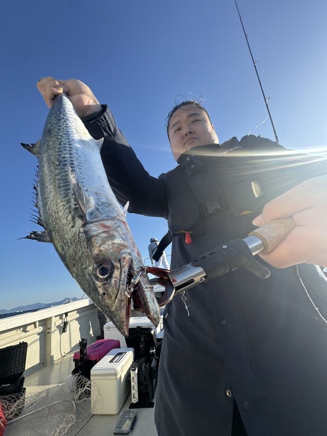 サゴシ(サワラ)