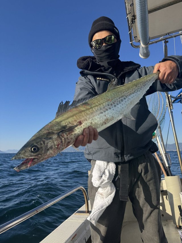 サゴシ(サワラ)