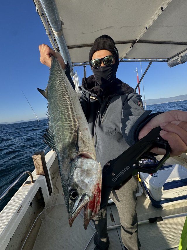 サゴシ(サワラ)