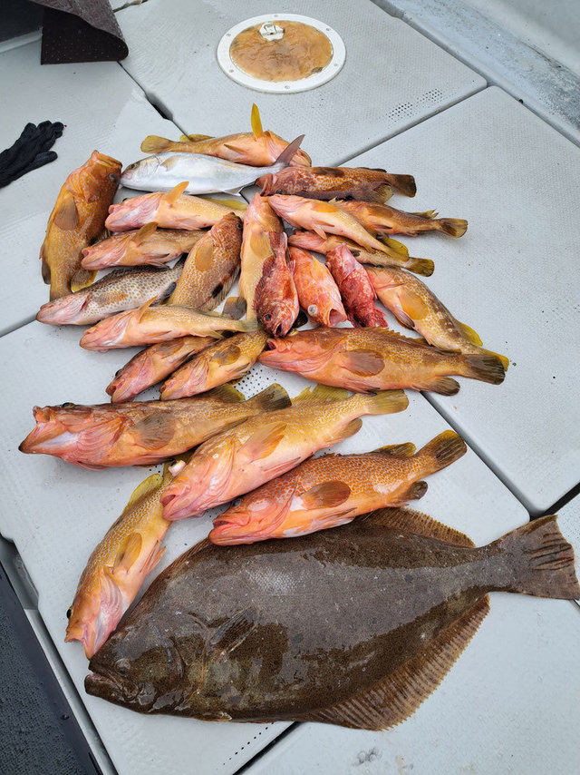 オオモンハタ・アラカブ(カサゴ)・アヤメカサゴ・ヒラメ