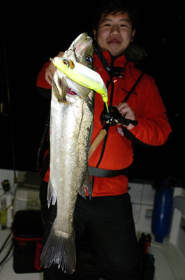 シーバス(スズキ)