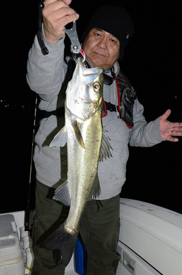 シーバス(スズキ)