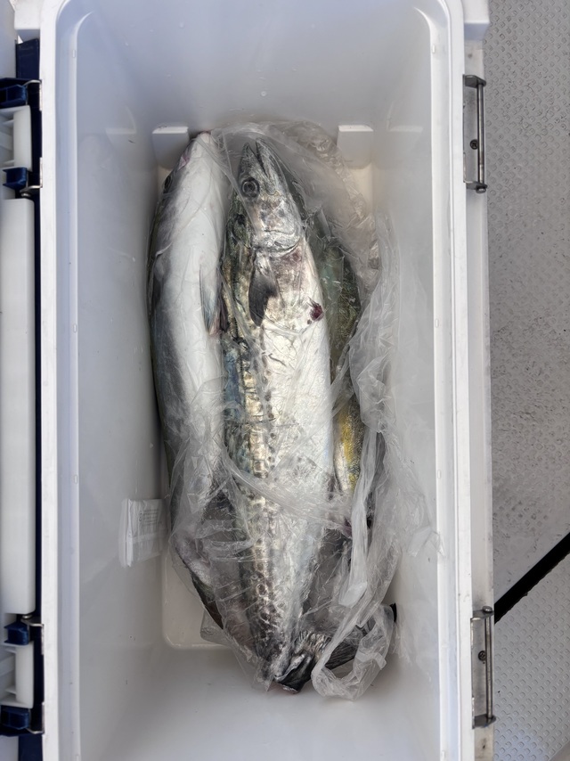 メジロ(ブリ)・サワラ