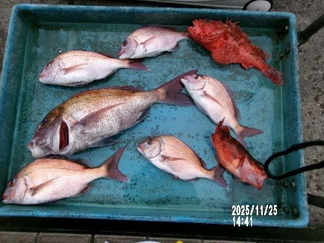 マダイ・オニカサゴ・カサゴ