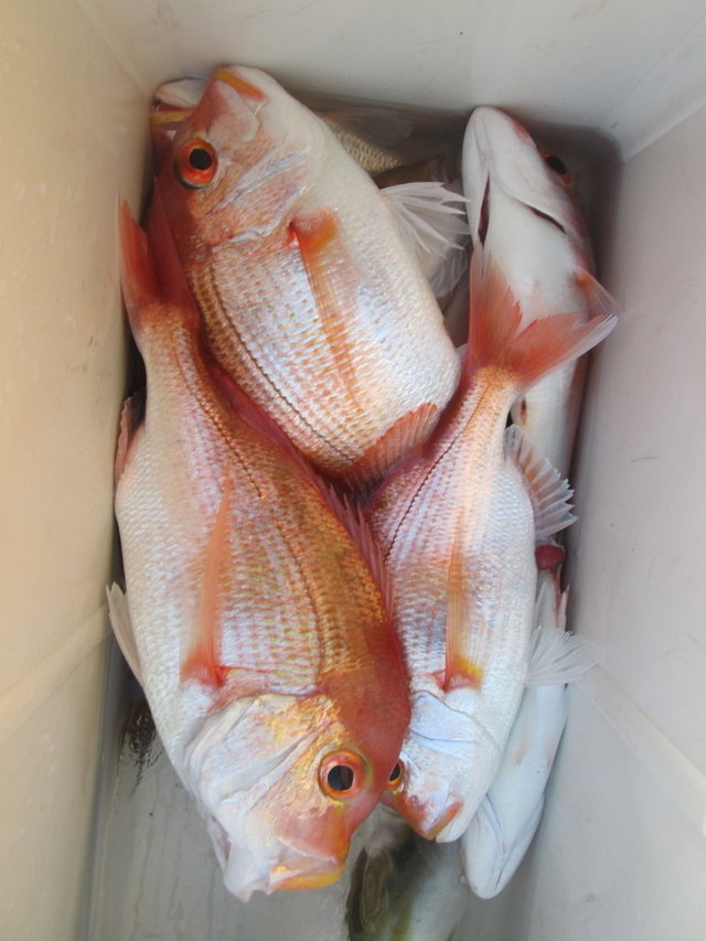 レンコダイ(キダイ)