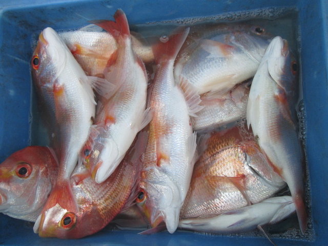 レンコダイ(キダイ)