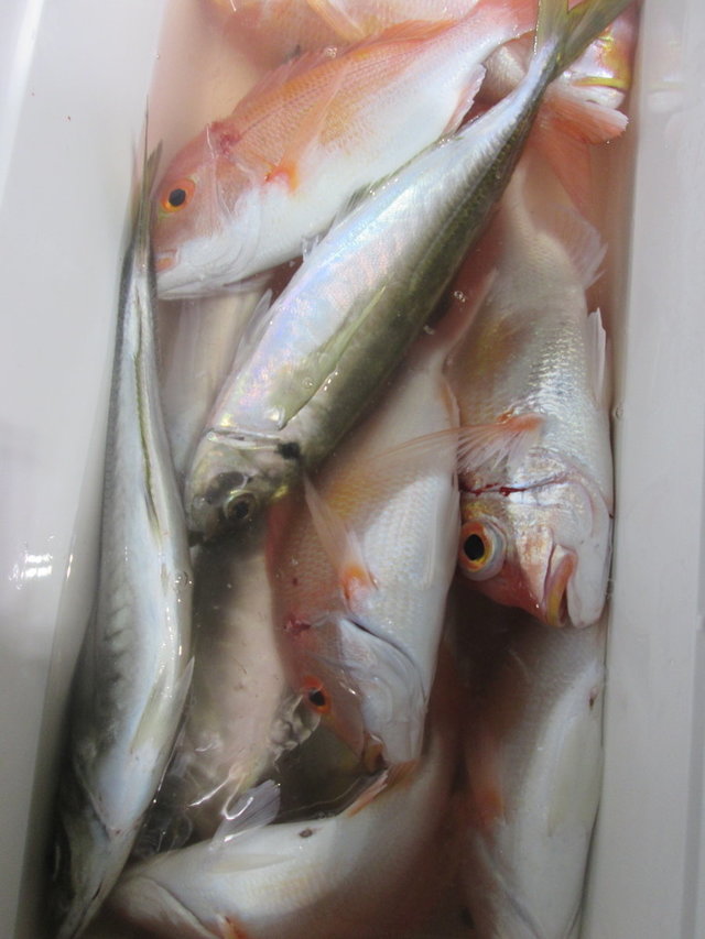 レンコ(キダイ)・アジ(マアジ)