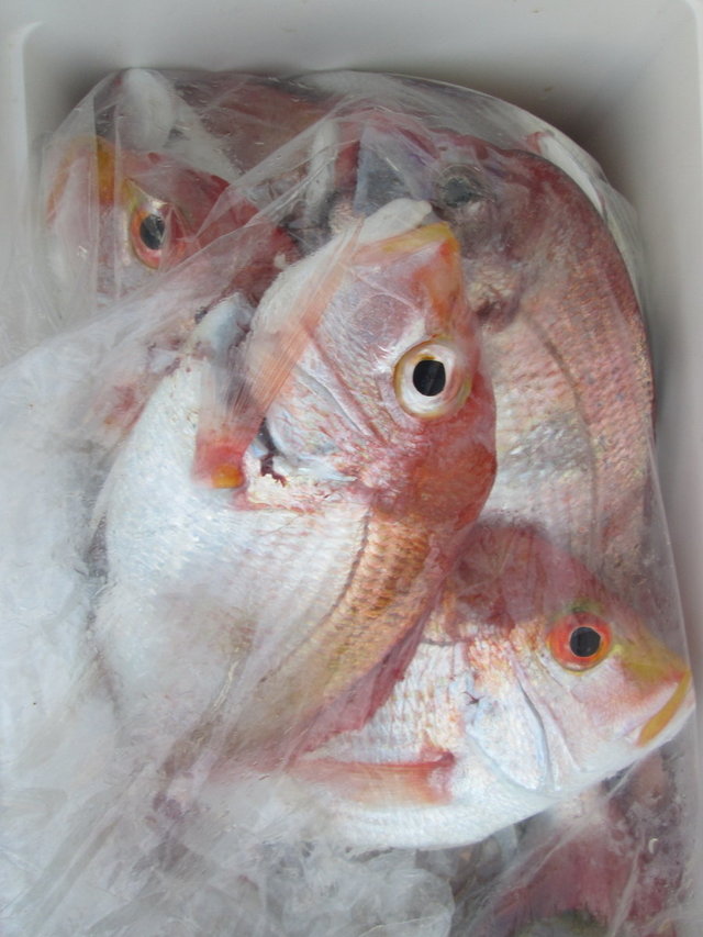 レンコ(キダイ)