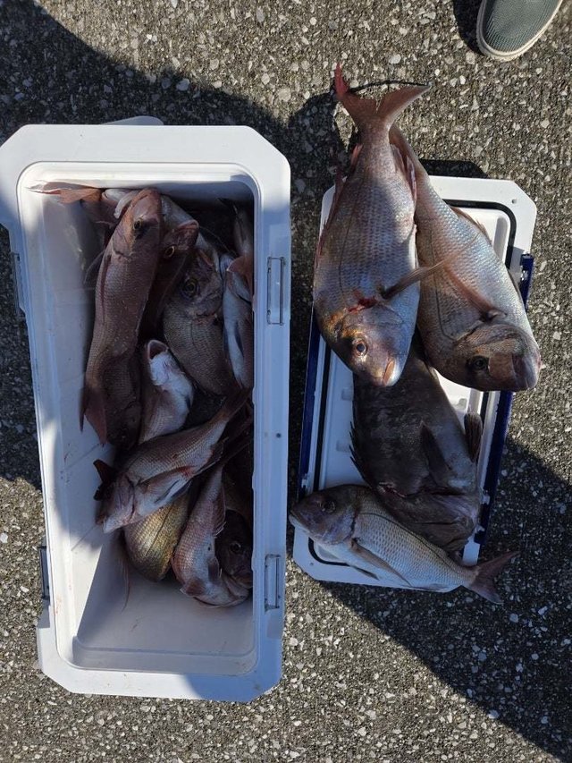 マダイ・ハタ(マハタ)