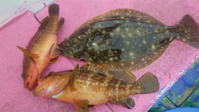 キジハタ・ヒラメ