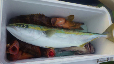 キジハタ・イナダ(ブリ)