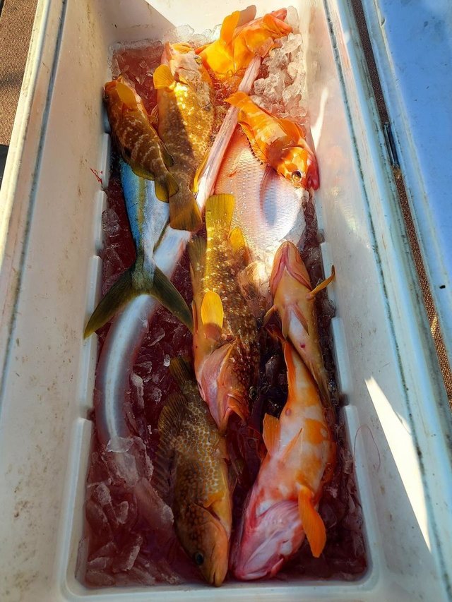 アカハタ・キジハタ