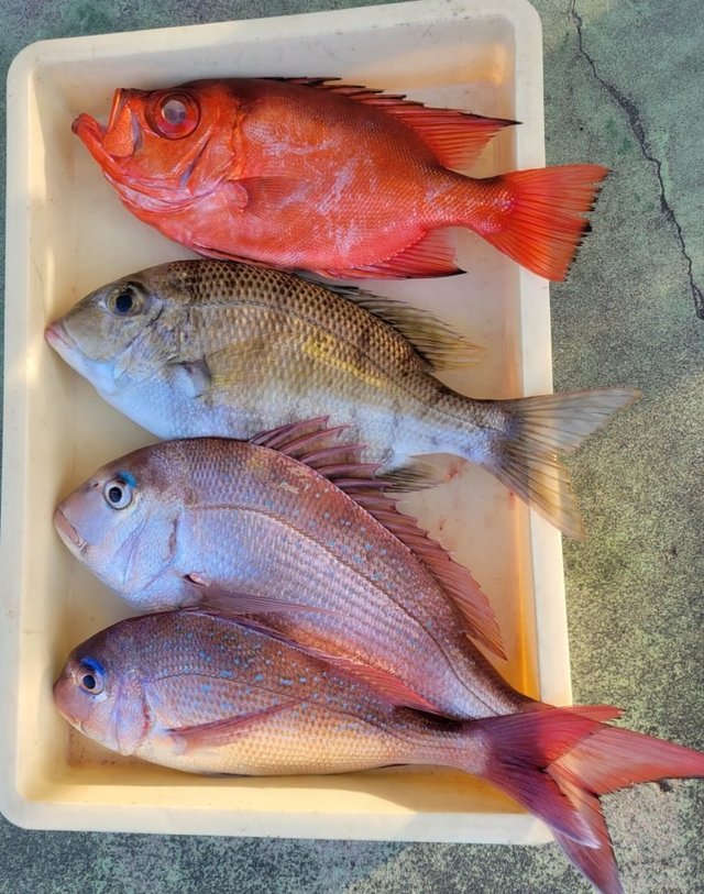 マダイ・メイチダイ・チカメキントキ