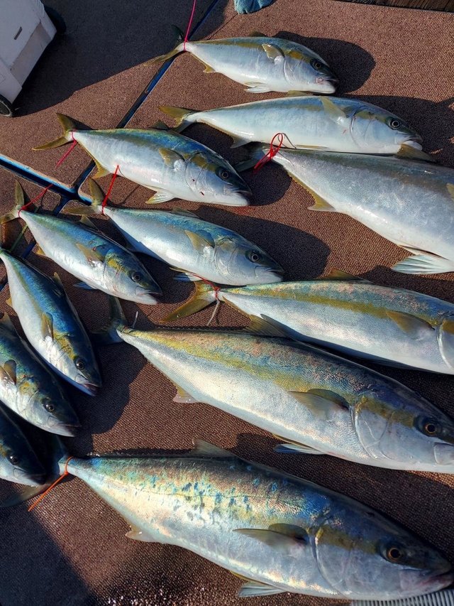 ヒラス(ヒラマサ)