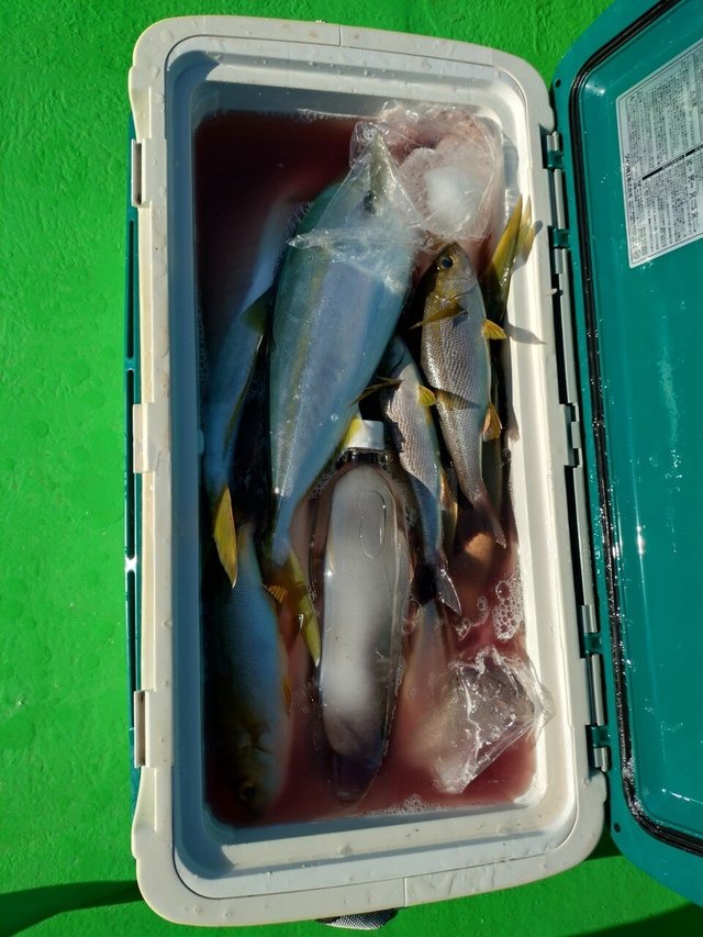 イナダ(ブリ)・イサキ