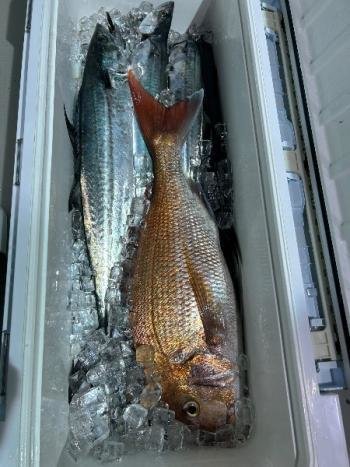 マダイ・サゴシ(サワラ)