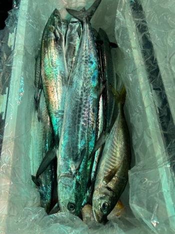 マアジ・サワラ