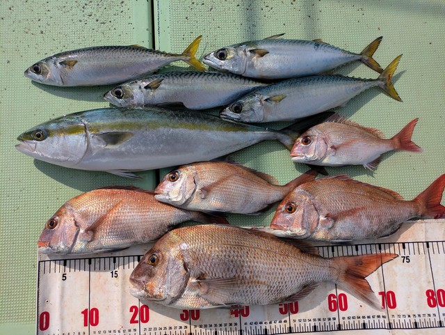 タイ(マダイ)・メジロ(ブリ)・マサバ