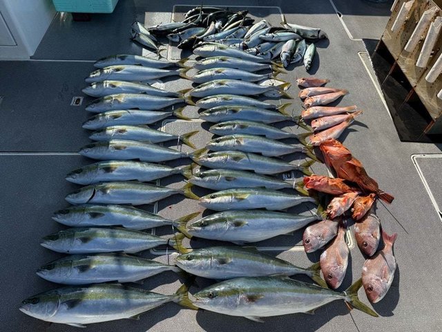 マダイ・ハマチ(ブリ)・アマダイ(アカアマダイ)・ウッカリカサゴ