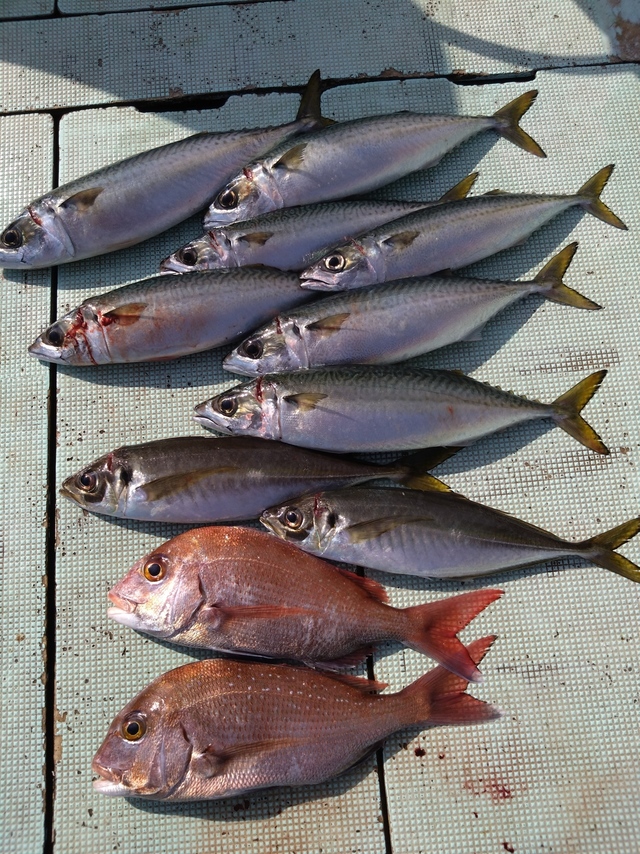 タイ(マダイ)・アジ(マアジ)・サバ(マサバ)