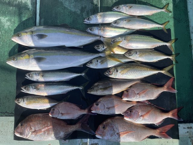 マダイ・マアジ・メジロ(ブリ)・イサキ・マサバ