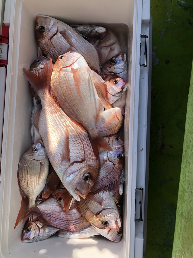 ハナダイ(チダイ)