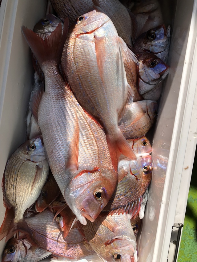 ハナダイ(チダイ)